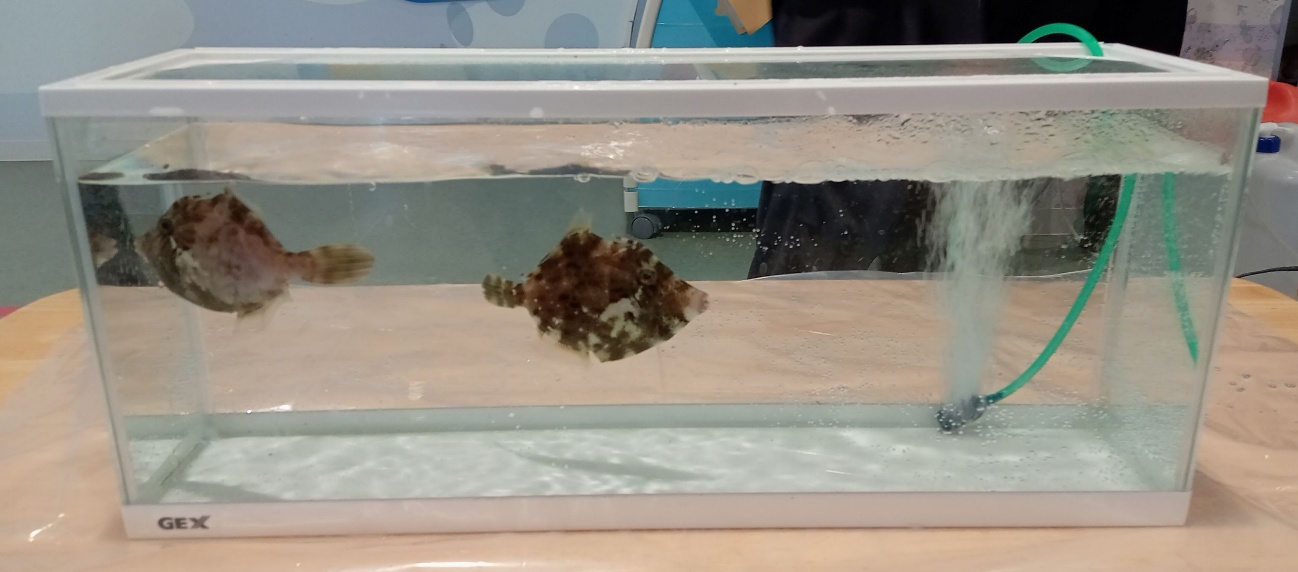 地域連携イベントの写真