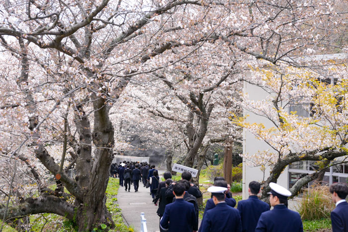 新入生と桜並木