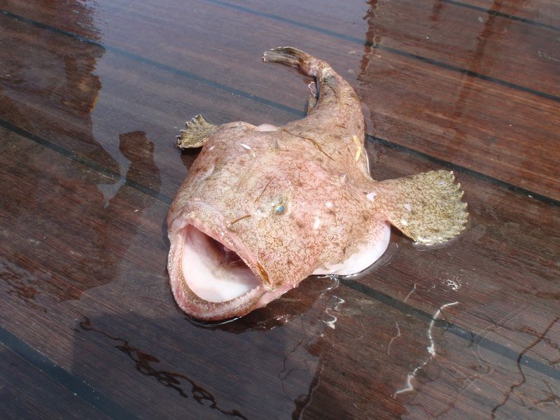 アンコウ写真