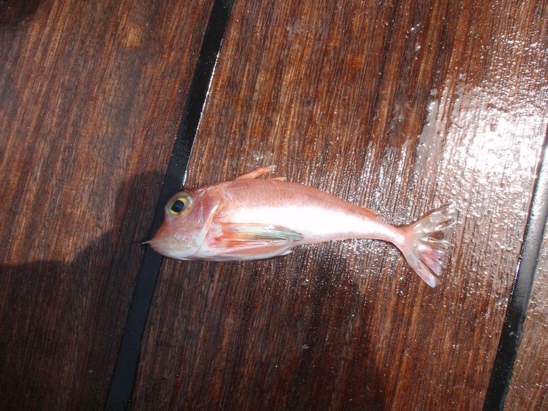 カナガシラ写真