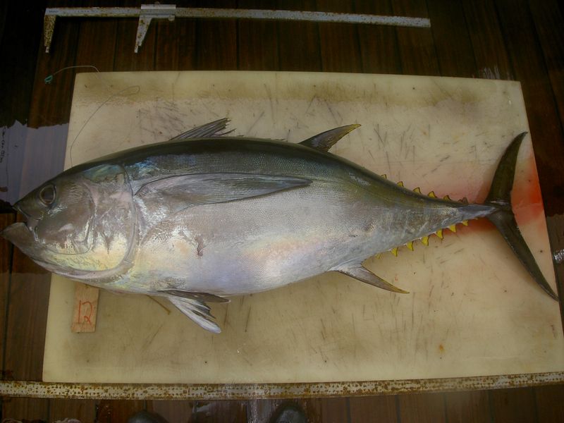 メバチマグロ写真
