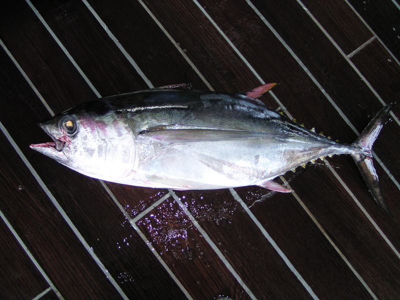 ビンナガマグロ写真
