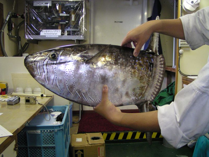 クサビフグ写真