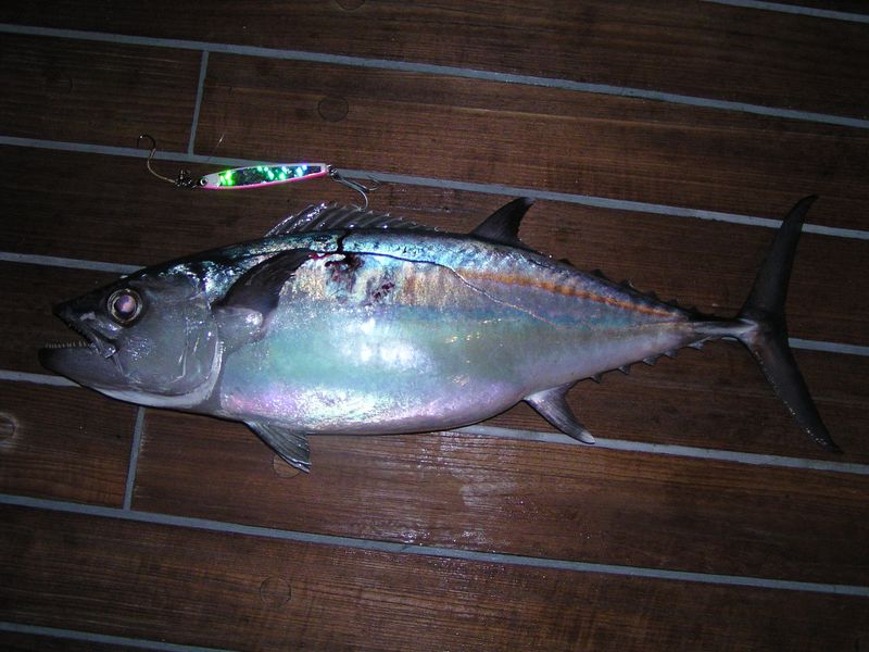 イソマグロ写真