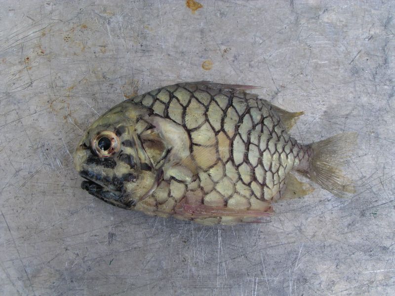 マツカサウオ写真