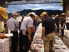 卸売市場で魚を見定める流通業者の様子