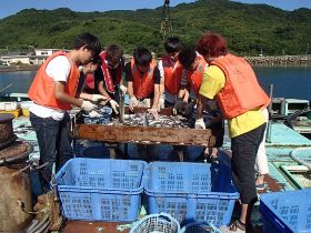定置網で獲れた魚の選別作業の様子